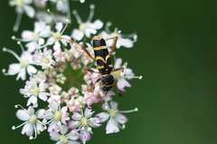 Clytus arietis