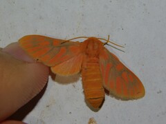 Rhipidarctia crameri