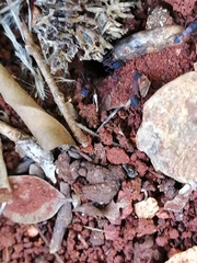 Mycetomoellerius jamaicensis