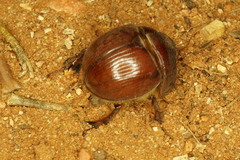 Bolboceratinae