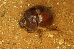 Bolboceratinae