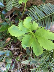 Melianthus