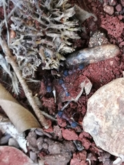 Mycetomoellerius jamaicensis