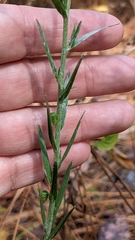 Pityopsis aspera