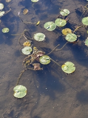 Nymphaea mexicana