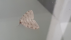 Epirrita dilutata