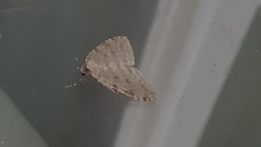 Epirrita dilutata