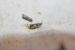 Epicallima argenticinctella