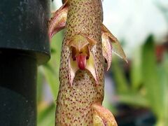 Bulbophyllum pachyrachis