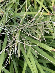 Ophiopogoneae