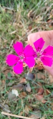 Dianthus deltoides