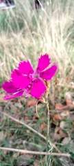 Dianthus deltoides