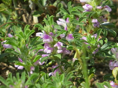 Psoralea decumbens