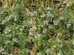 Psoralea decumbens