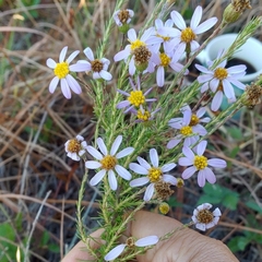 Ionactis linariifolia