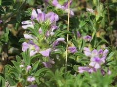 Psoralea decumbens