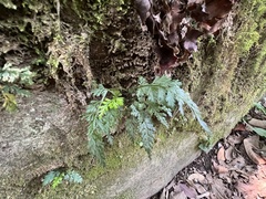 Asplenium pekinense