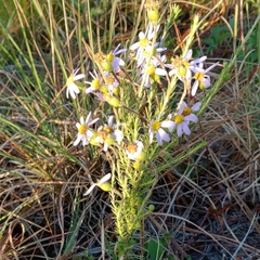 Ionactis linariifolia