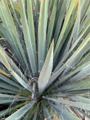 Asparagaceae
