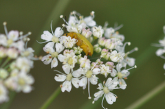 Cteniopus sulphureus