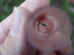 Euscorpius flavicaudis