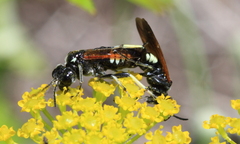 Tenthredo bifasciata violacea