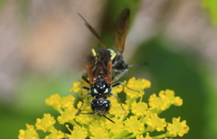 Tenthredo bifasciata violacea