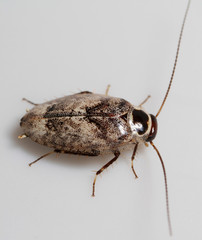 Plectoptera picta