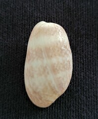 Bulla occidentalis