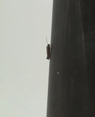 Lepidoptera