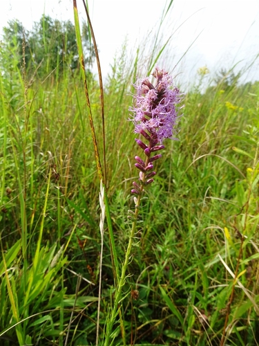 Liatris spicata var. spicata