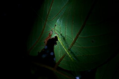 Apochrysa matsumurae