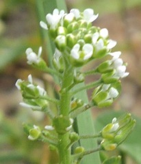 Lepidium campestre
