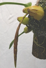 Bulbophyllum pachyrachis