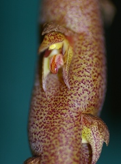 Bulbophyllum pachyrachis