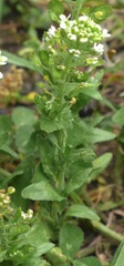 Lepidium campestre