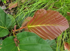 Dipterocarpus