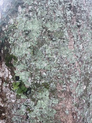 Lepraria finkii