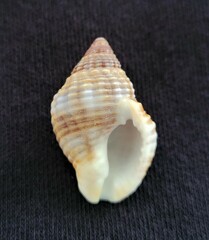 Gemophos tinctus