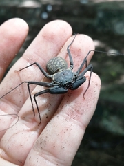 Amblypygi