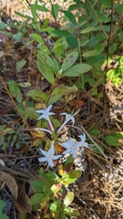 Rhododendron viscosum