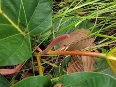 Dipterocarpus