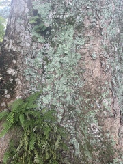 Lepraria finkii