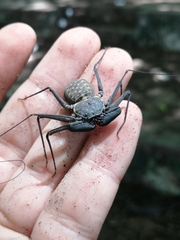 Amblypygi