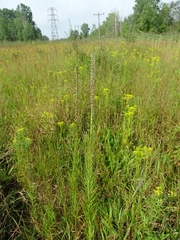 Liatris spicata spicata