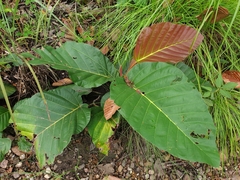 Dipterocarpus
