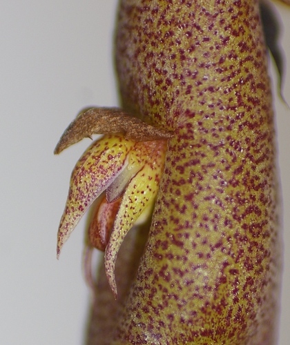 rat-tail orchid (Bulbophyllum pachyrachis)