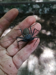 Amblypygi