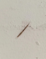 Styringomyia