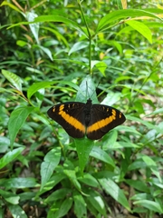 Lexias aeropa